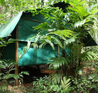 Daintree Crocodylus - Tourism TAS