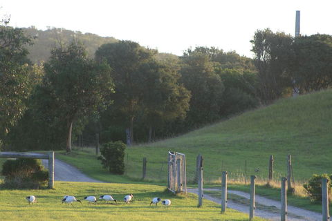 Driftwood Villas - Hobart Tourism 1