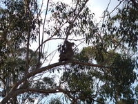Book Haden Accommodation Vacations Tourism TAS Tourism TAS