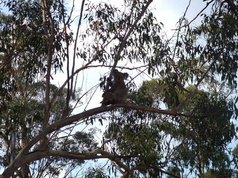 Escape To The Country - Enjoy The Firepit Or Explore Magical Bunya Mountains - Tourism TAS 0
