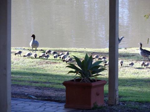 Euston Club Motel - Tourism TAS 1