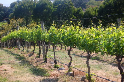 Every Man And His Dog Vineyard - Tourism TAS 2