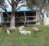 Gaddleen Grove Cottages - Tourism TAS