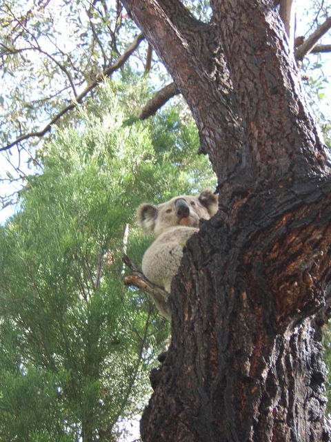 Getaway Tourist Park - Hobart Tourism 3