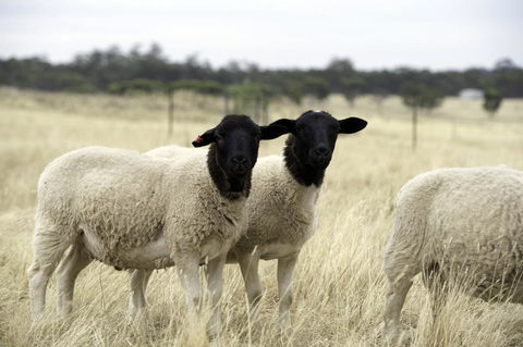 Gilgraves Vineyard Farmstay - Tourism TAS 3