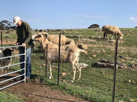 Gilgraves Vineyard Farmstay - Tourism TAS 0