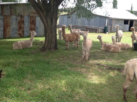 Glen Waverly Farmstay - Tourism TAS 3