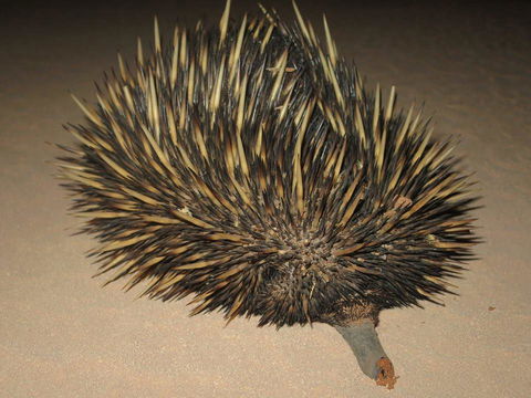 Gnaraloo Station - Homestead - Hobart Tourism 3