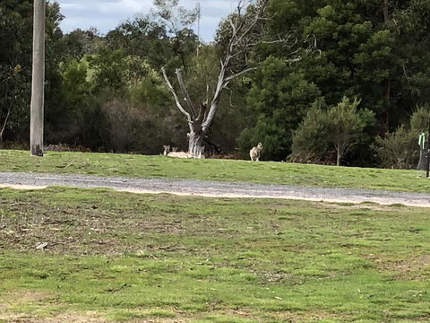 Grampians Old Man Emu Stay - Tourism TAS 3