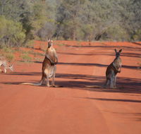 Gundabooka National Park Cottages - Hobart Tourism