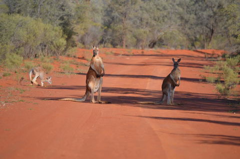 Gundabooka National Park Cottages - Hobart Tourism 0