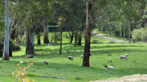 JAN'S ART STUDIO AT ASHBY RISE - Tourism TAS 0