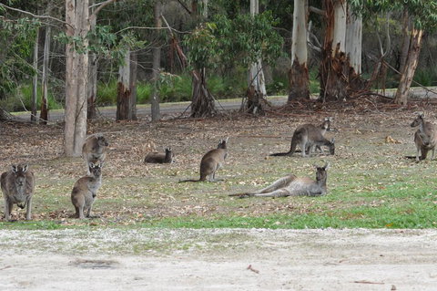 Karri Valley Chalets - Tourism TAS 1