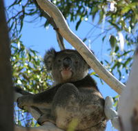Levi Park Caravan Park - Hobart Tourism