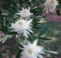 Lyrebird Gully Retreat - Hobart Tourism