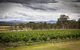 Molly Morgan Vineyard - thumb 2