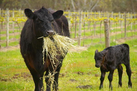 Naimanya Cottage - Tourism TAS 0