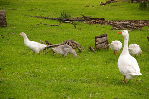 Naimanya Cottage - Tourism TAS 3