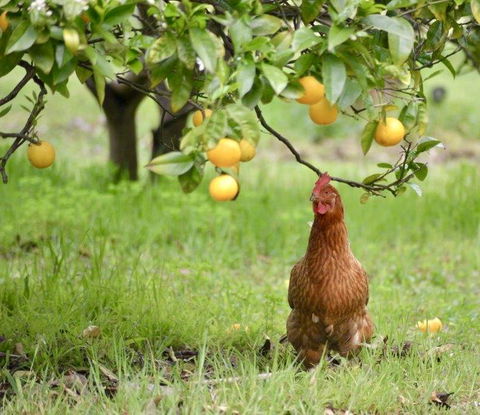 Naturescape - Tourism TAS 3