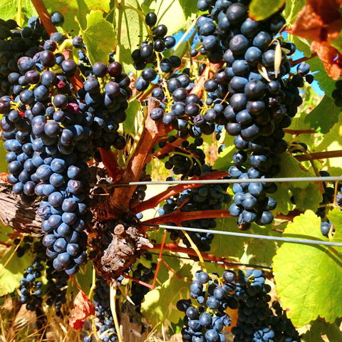 Hotham Ridge Estate - Hobart Tourism 32