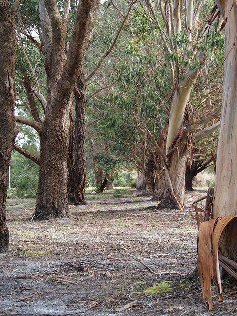 Riverside Retreat Chalets, Walpole - Hobart Tourism 16