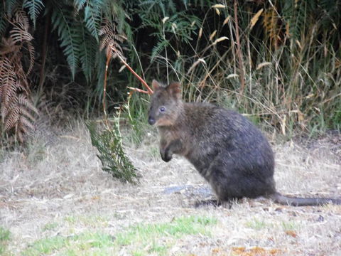 Riverside Retreat Chalets, Walpole - Hobart Tourism 22