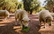 Margaret River Holiday Cottages - thumb 26