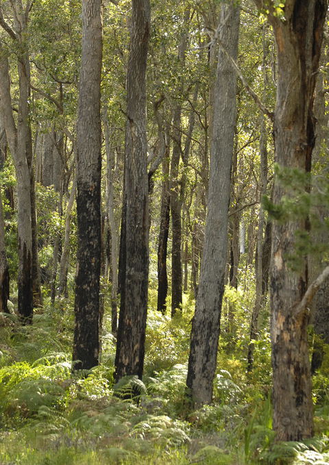 Margarets Forest - Hobart Tourism 36