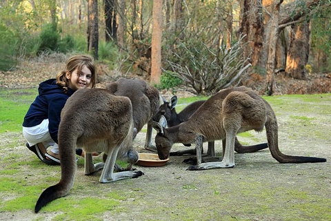 Yelverton Brook Conservation Sanctuary - Tourism TAS 5