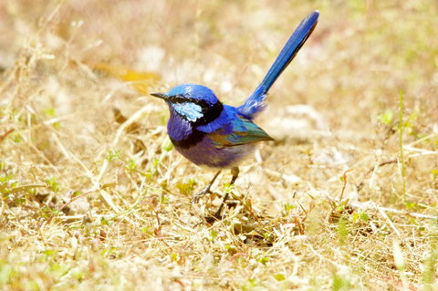 Yelverton Brook Conservation Sanctuary - Tourism TAS 23