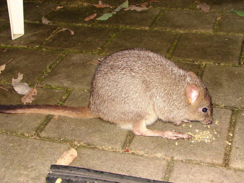 Yelverton Brook Conservation Sanctuary - Tourism TAS 37