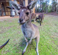 Yelverton Brook Eco Spa Retreat  Conservation Sanctuary - Hobart Tourism