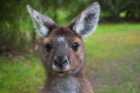 Yelverton Brook Conservation Sanctuary - Tourism TAS 25