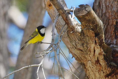 Yelverton Brook Conservation Sanctuary - Tourism TAS 35