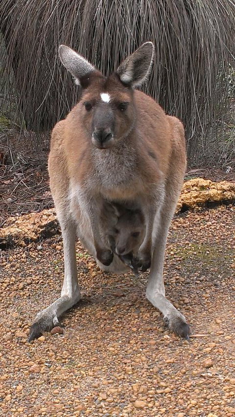 Yelverton Brook Conservation Sanctuary - Tourism TAS 27