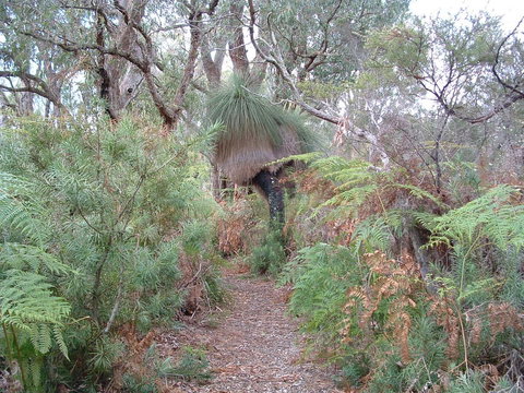 Yelverton Brook Conservation Sanctuary - Tourism TAS 41