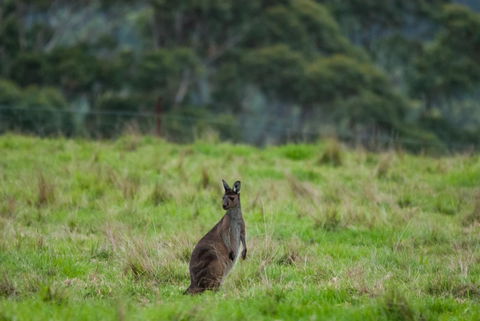 Celestine Retreat - Hobart Tourism 16