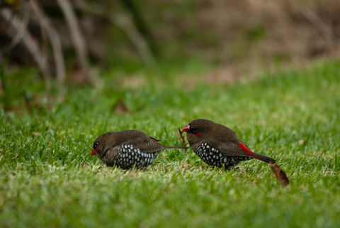 Celestine Retreat - Hobart Tourism 12