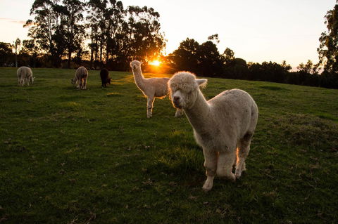 Celestine Retreat - Hobart Tourism 2