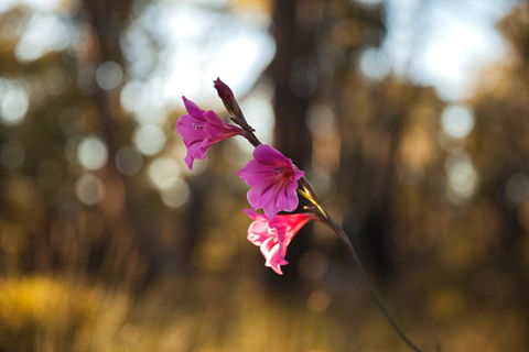 Amaroo Retreat & Spa - Tourism TAS 14