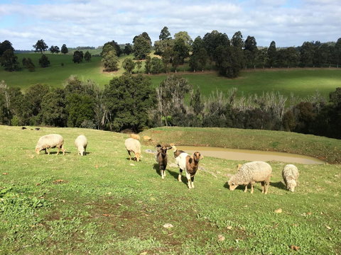 Balingup Highview Chalets - Tourism TAS 36