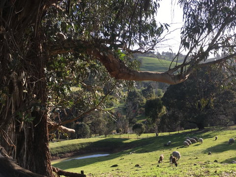 Balingup Highview Chalets - Tourism TAS 13