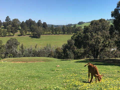 Balingup Highview Chalets - Tourism TAS 23