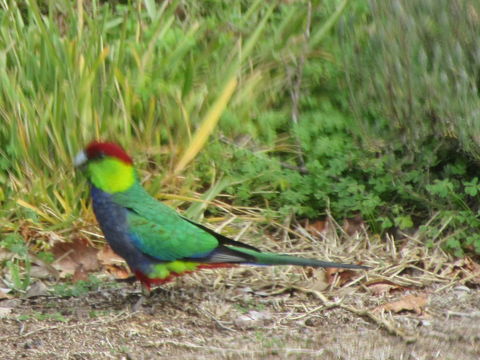 Di's Cabin In Dwellingup - Hobart Tourism 26