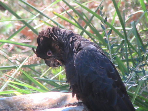 Di's Cabin In Dwellingup - Hobart Tourism 24