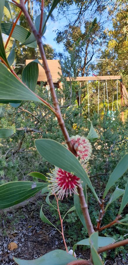 Di's Cabin In Dwellingup - Hobart Tourism 4