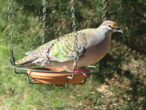 Di's Cabin In Dwellingup - Hobart Tourism 25