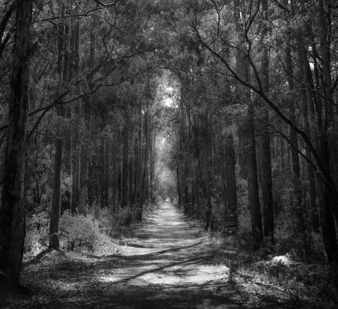 Indoyo Retreat - Tourism TAS 40