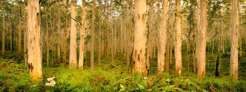 Indoyo Retreat - Tourism TAS 34