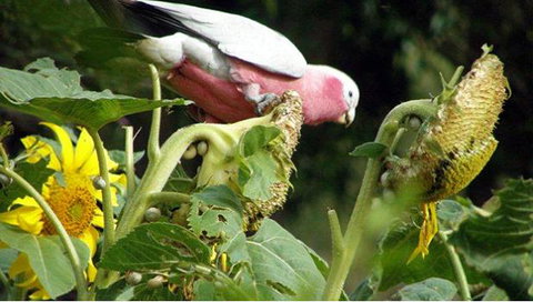 Bentwood Olive Grove Accommodation - Tourism TAS 19